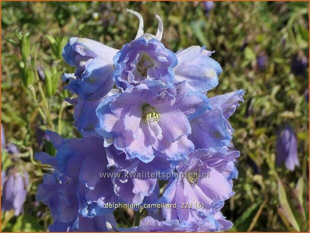 Delphinium 'Camelliard' | Ridderspoor | Rittersporn | Larkspur