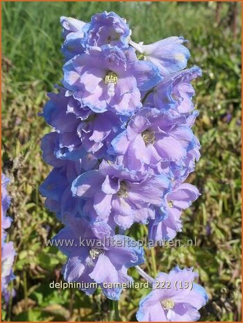 Delphinium 'Camelliard' | Ridderspoor | Rittersporn | Larkspur