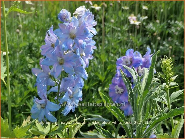 Delphinium 'Magic Fountains Sky Blue White Bee' | Ridderspoor | Rittersporn | Larkspur