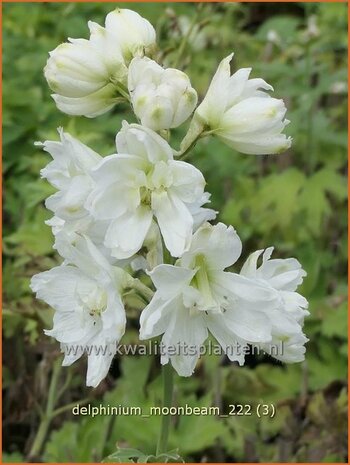 Delphinium 'Moonbeam' | Ridderspoor | Rittersporn | Larkspur