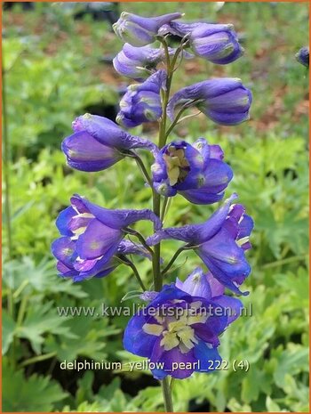 Delphinium 'Yellow Pearl' | Ridderspoor | Rittersporn | Larkspur