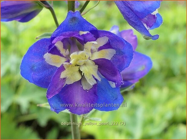 Delphinium 'Yellow Pearl' | Ridderspoor | Rittersporn | Larkspur