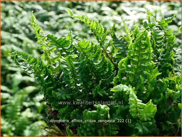 Dryopteris affinis 'Crispa Congesta' | Geschubde mannetjesvaren, Mannetjesvaren | Goldschuppenfarn | Scaly Male Fern