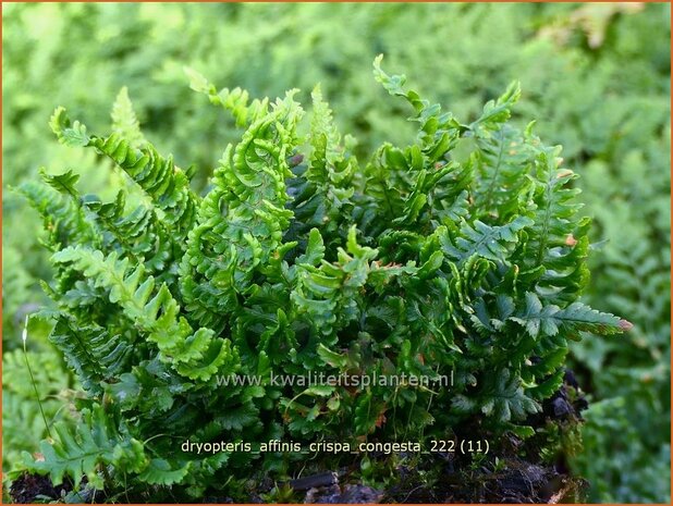 Dryopteris affinis 'Crispa Congesta' | Geschubde mannetjesvaren, Mannetjesvaren | Goldschuppenfarn | Scaly Male Fern