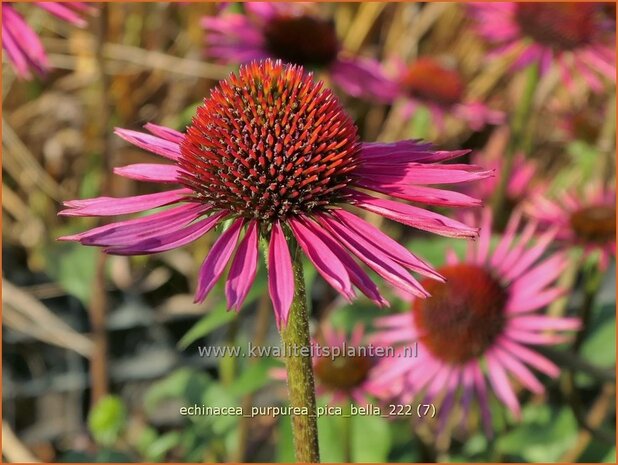 Echinacea purpurea 'Pica Bella' | Rode zonnehoed, Zonnehoed | Roter Sonnenhut | Purple Coneflower