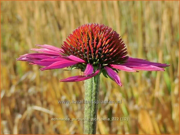 Echinacea purpurea 'Pica Bella' | Rode zonnehoed, Zonnehoed | Roter Sonnenhut | Purple Coneflower