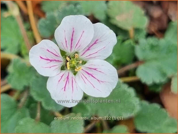 Erodium reichardii 'Album' | Reigersbek | Balearen Reiherschnabel | Pink Heron's Bill