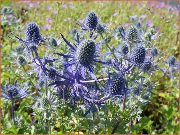 Eryngium planum 'Magical Blue Lagoon' | Vlakke kruisdistel, Blauwe distel, Framboosdistel, Kruisdistel | Flachblättr