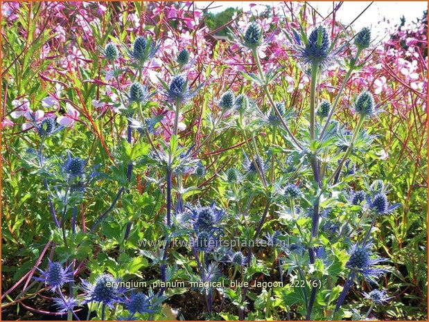 Eryngium planum 'Magical Blue Lagoon' | Vlakke kruisdistel, Blauwe distel, Framboosdistel, Kruisdistel | Flachblättr