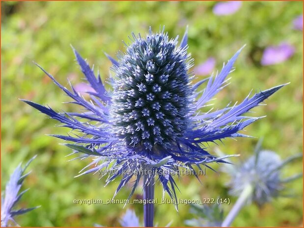 Eryngium planum 'Magical Blue Lagoon' | Vlakke kruisdistel, Blauwe distel, Framboosdistel, Kruisdistel | Flachblättr