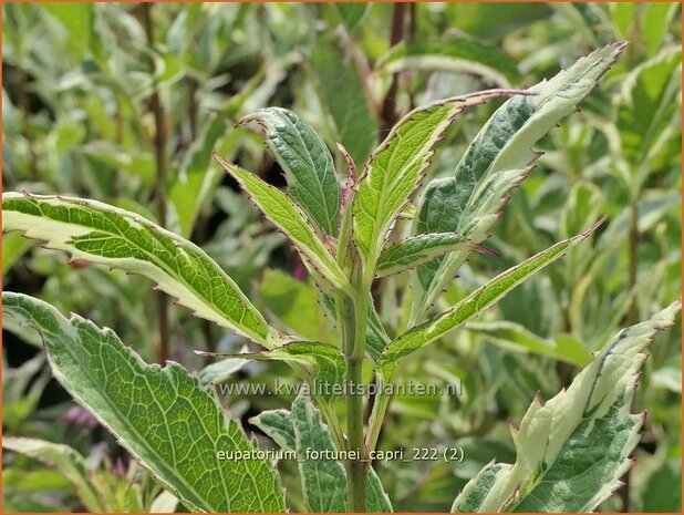 Eupatorium fortunei 'Capri' | Koninginnekruid, Leverkruid | Wasserdost | Pei Lan