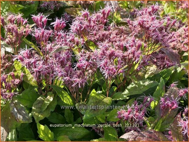 Eupatorium maculatum 'Purple Bush' | Koninginnekruid, Leverkruid | Gefleckter Wasserdost | Spotted Joe Pye Weed