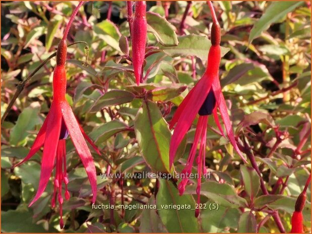 Fuchsia magellanica 'Variegata' | Bellenplant, Tuinfuchsia, Fuchsia | Scharlachfuchsie | Hardy Fuchsia