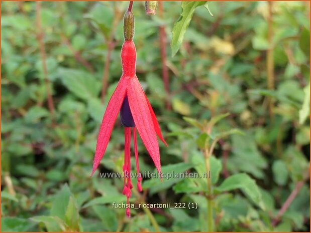 Fuchsia 'Riccartonii' | Bellenplant, Tuinfuchsia, Fuchsia | Fuchsie | Fuchsia