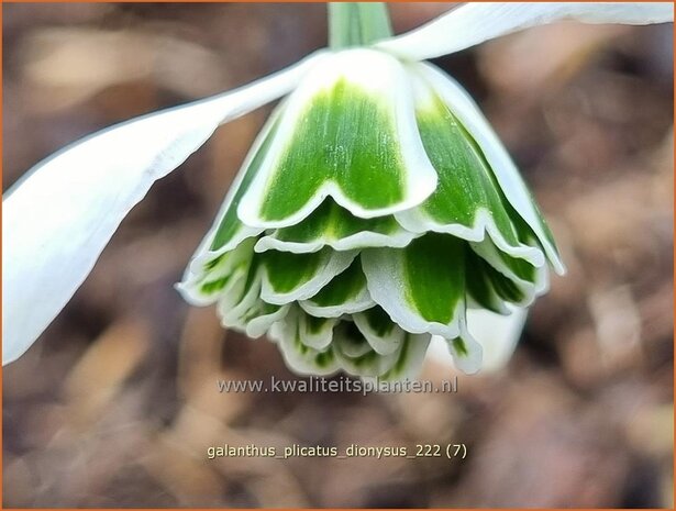 Galanthus plicatus 'Dionysus' | Geplooid sneeuwklokje, Sneeuwklokje | Ukrainisches Schneeglöckchen | Pleated Snowdro