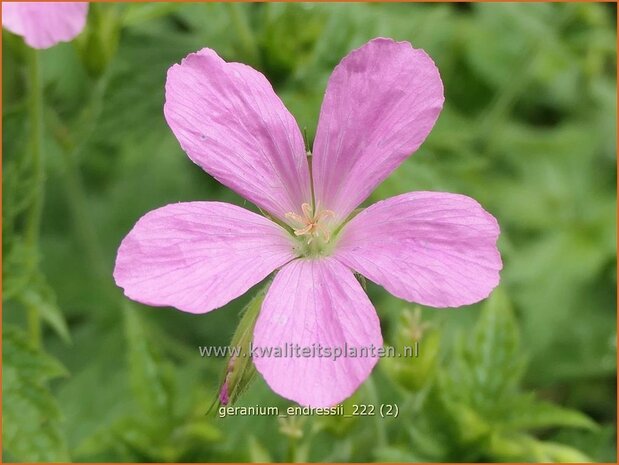 Geranium endressii | Roze ooievaarsbek, Ooievaarsbek, Tuingeranium, Geranium | Pyrenäen-Storchschnabel | Endres Cranesbill