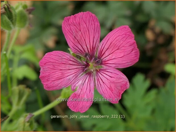 Geranium 'Jolly Jewel Raspberry' | Ooievaarsbek, Tuingeranium, Geranium | Storchschnabel | Cranesbill