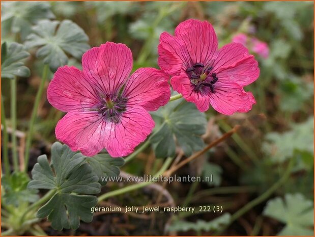 Geranium 'Jolly Jewel Raspberry' | Ooievaarsbek, Tuingeranium, Geranium | Storchschnabel | Cranesbill