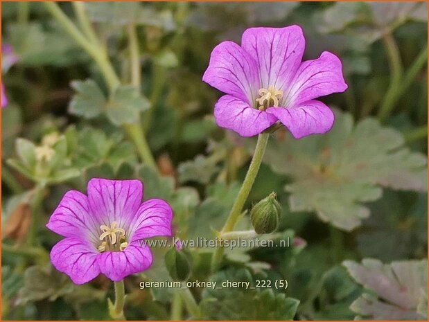 Geranium 'Orkney Cherry' | Ooievaarsbek, Tuingeranium, Geranium | Storchschnabel | Cranesbill