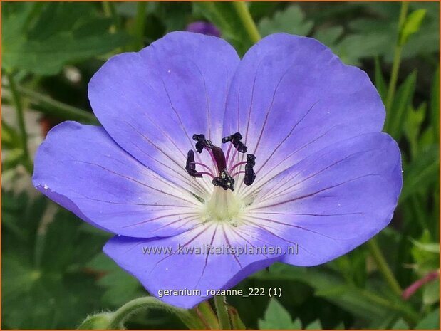 Geranium 'Rozanne' | Ooievaarsbek, Tuingeranium, Geranium | Storchschnabel | Cranesbill