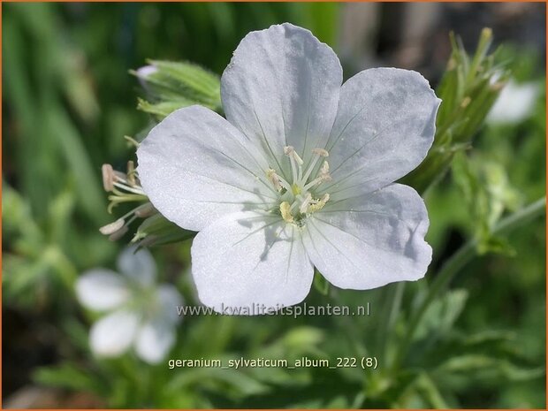 Geranium sylvaticum 'Album' | Bosooievaarsbek, Ooievaarsbek, Tuingeranium, Geranium | Wald-Storchschnabel | Wood Cran