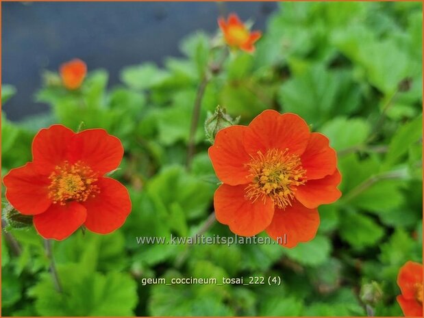 Geum coccineum 'Tosai' | Rood nagelkruid | Orangerotblühende Nelkenwurz | Scarlet Flowered Avens