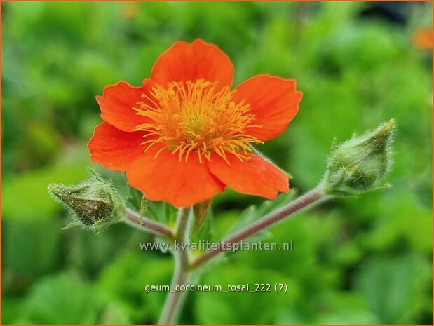 Geum coccineum 'Tosai' | Rood nagelkruid | Orangerotblühende Nelkenwurz | Scarlet Flowered Avens