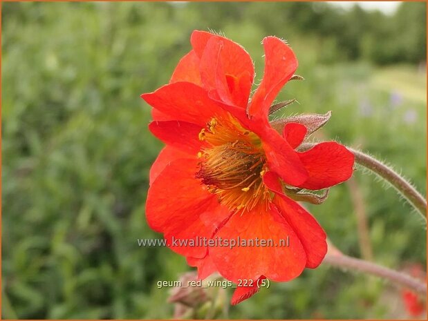 Geum 'Red Wings' | Nagelkruid | Nelkenwurz | Avens