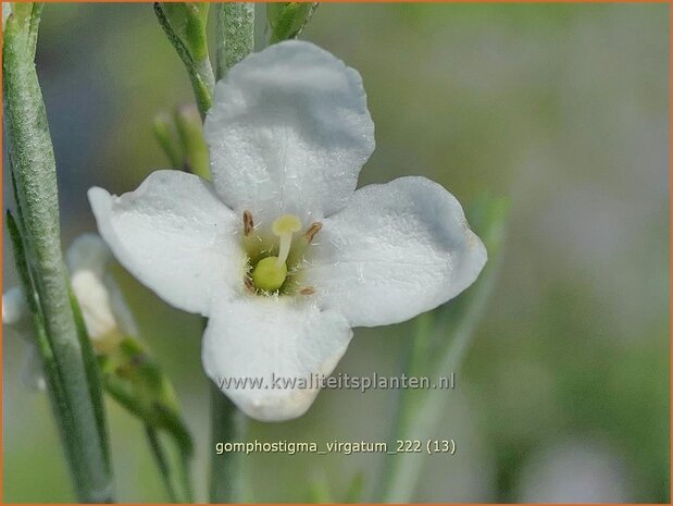 Gomphostigma virgatum | Rivierster | Otterbossie | Otterbush