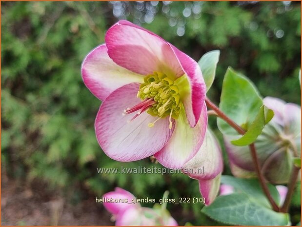 Helleborus 'Glenda's Gloss' | Nieskruid | Nieswurz | Hellebore