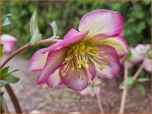 Helleborus 'Glenda's Gloss' | Nieskruid | Nieswurz | Hellebore