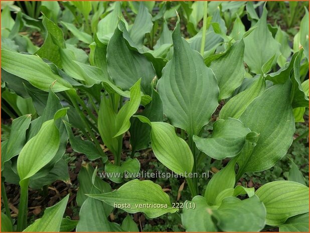 Hosta ventricosa | Hosta, Hartlelie, Funkia | Glocken-Funkie | Blue Plantain Lily