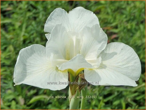 Iris sibirica 'Gull's Wing' | Siberische iris, Lis, Iris | Sibirische Schwertlilie | Siberian Iris