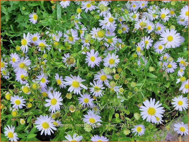 Kalimeris incisa 'Jürgen Wever' | Zomeraster | Eingeschnittene Schönaster | Japanese Aster