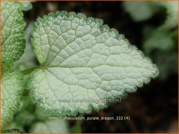 Lamium maculatum 'Purple Dragon' | Gevlekte dovenetel, Dovenetel | Gefleckte Taubnessel | Spotted Dead Nettle