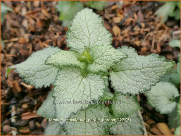 Lamium maculatum 'Purple Dragon' | Gevlekte dovenetel, Dovenetel | Gefleckte Taubnessel | Spotted Dead Nettle