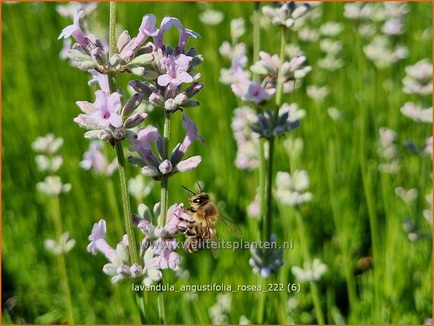 Lavandula angustifolia 'Rosea' | Echte lavendel, Gewone lavendel, Lavendel | Echter Lavendel | English Lavender