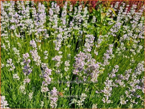 Lavandula angustifolia 'Rosea' | Echte lavendel, Gewone lavendel, Lavendel | Echter Lavendel | English Lavender