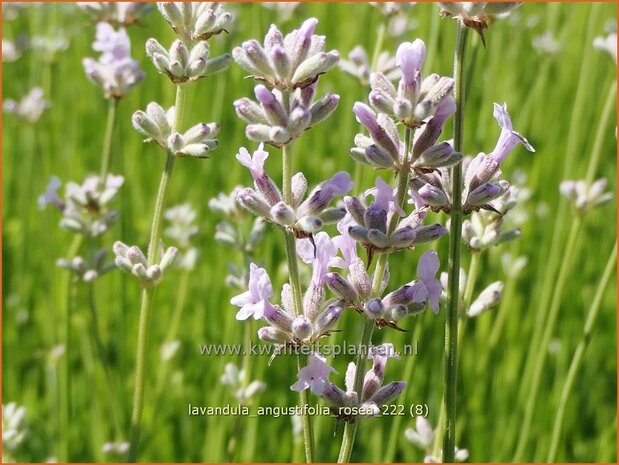 Lavandula angustifolia 'Rosea' | Echte lavendel, Gewone lavendel, Lavendel | Echter Lavendel | English Lavender