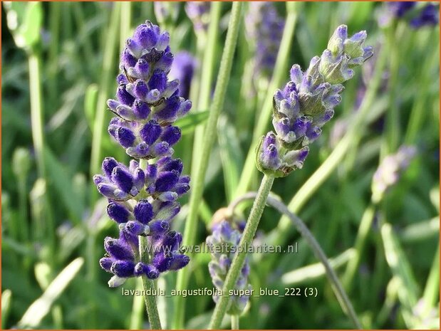 Lavandula angustifolia 'Super Blue' | Echte lavendel, Gewone lavendel, Lavendel | Echter Lavendel | English Lavender