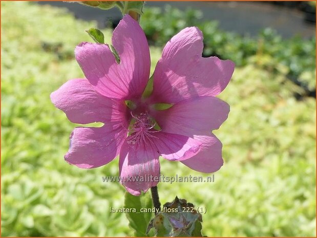 Lavatera 'Candy Floss' | Struikmalva | Buschmalve | Tree Mallow