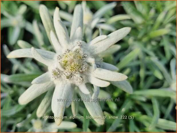 Leontopodium alpinum 'Blossom of Snow' | Alpenedelweiss, Edelweiss | Alpen-Edelweiß | Edelweiss