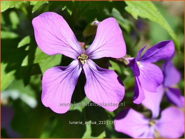 Lunaria annua | Judaspenning | Einjähriges Silberblatt | Money Plant