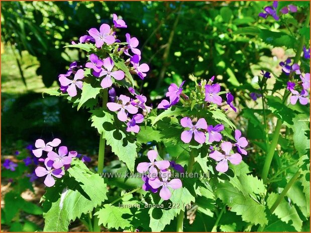 Lunaria annua | Judaspenning | Einjähriges Silberblatt | Money Plant