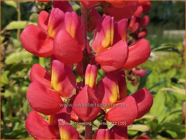 Lupinus 'Towering Inferno' | Lupine | Lupine | Lupin