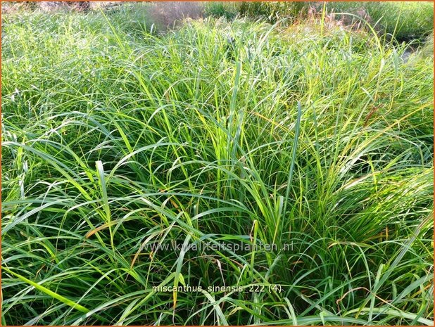 Miscanthus sinensis | Chinees prachtriet, Chinees riet, Japans sierriet, Sierriet | Chinaschilf | Eulalia grass