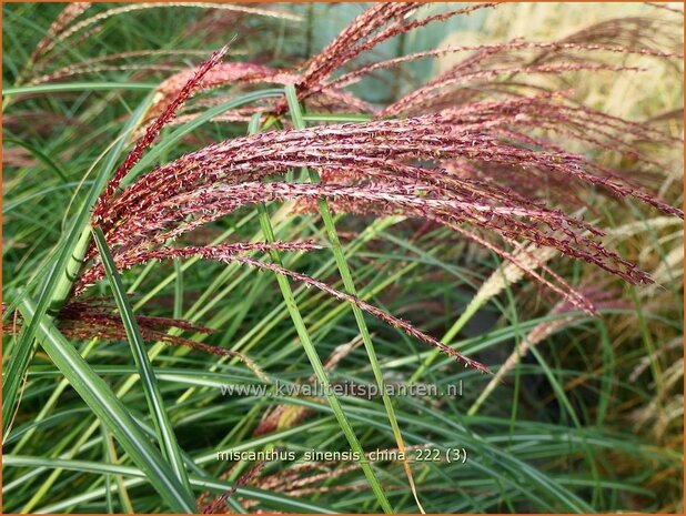 Miscanthus sinensis 'China' | Chinees prachtriet, Chinees riet, Japans sierriet, Sierriet | Chinaschilf | Eulalia gra