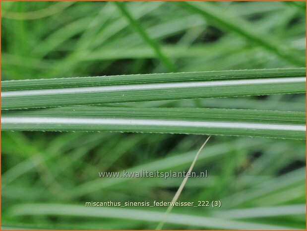 Miscanthus sinensis 'Federweißer' | Chinees prachtriet, Chinees riet, Japans sierriet, Sierriet | Chinaschilf | Eula