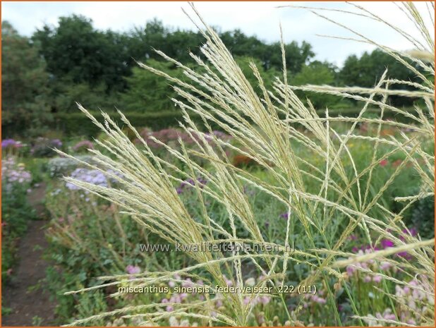 Miscanthus sinensis 'Federweißer' | Chinees prachtriet, Chinees riet, Japans sierriet, Sierriet | Chinaschilf | Eula