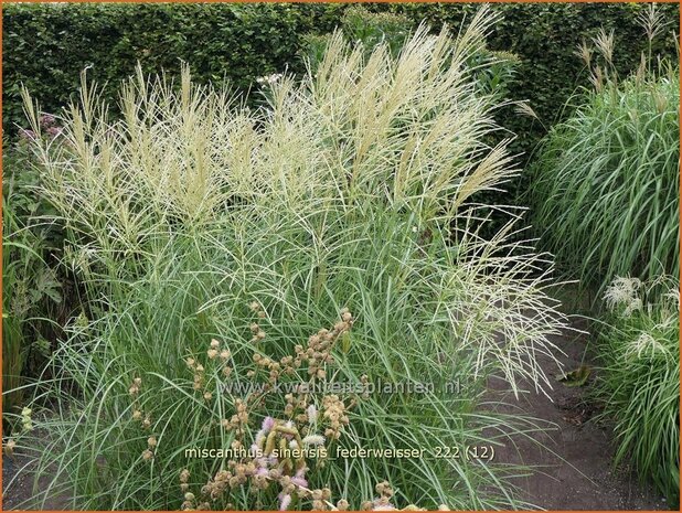 Miscanthus sinensis 'Federweißer' | Chinees prachtriet, Chinees riet, Japans sierriet, Sierriet | Chinaschilf | Eula